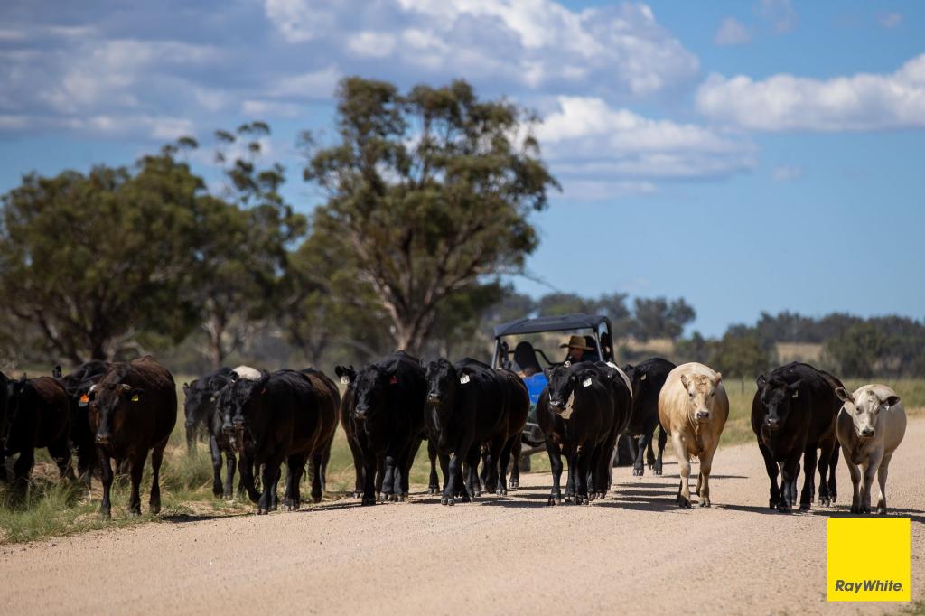 "Karoola" 651 Karoola Rd, Bukkulla, NSW 2360