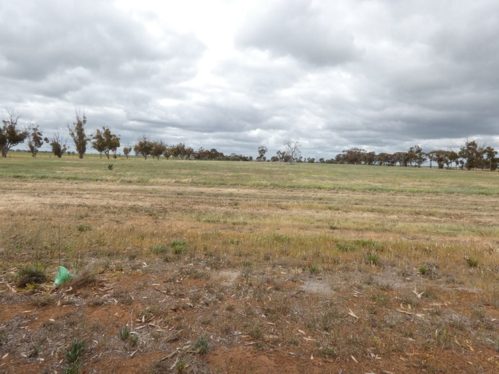 16 Hoban St, Watchem, VIC 3482