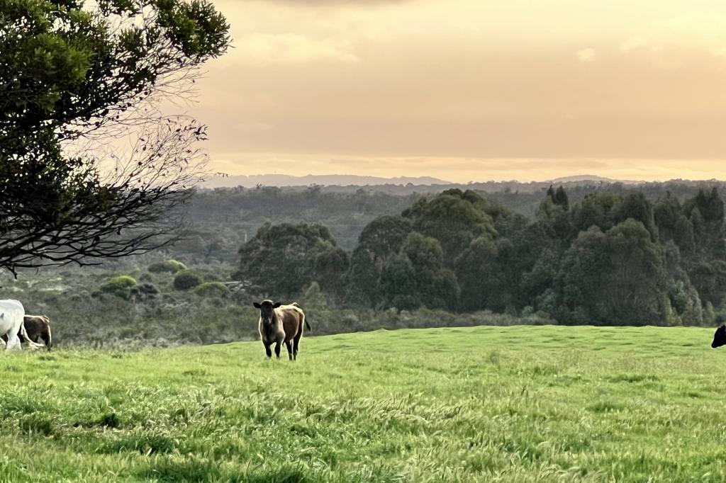 Lot 256 Stage 2 - Albany Views Private Estate - Albany Views Private Estate, Drome, Albany, WA 6330