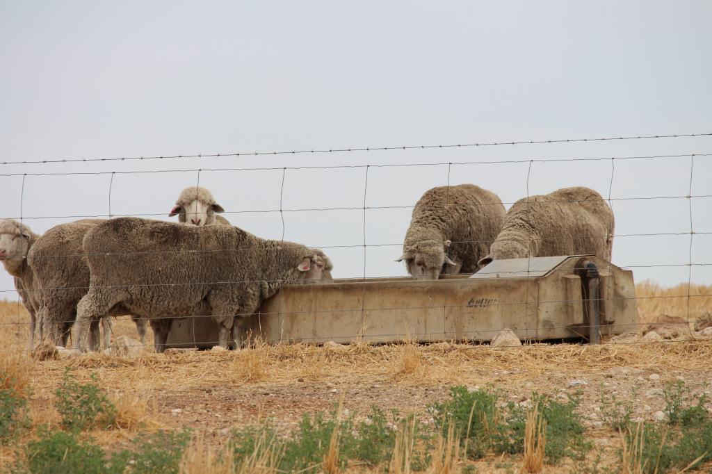 2212 Carew Rd, Carew, SA 5270