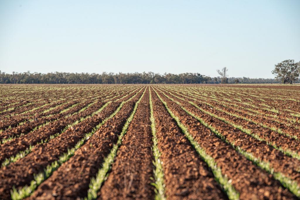 6210 CARNARVON HWY, THALLON, QLD 4497