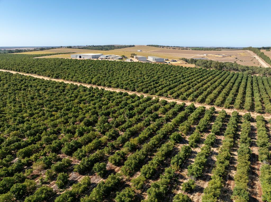 Arbusto And Boston Park Avocado Farms, Sappers Road, Gingin, WA 6503