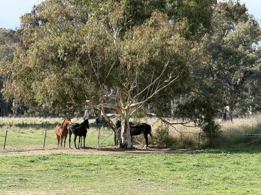 1 Dickson St E, Woomargama, NSW 2644