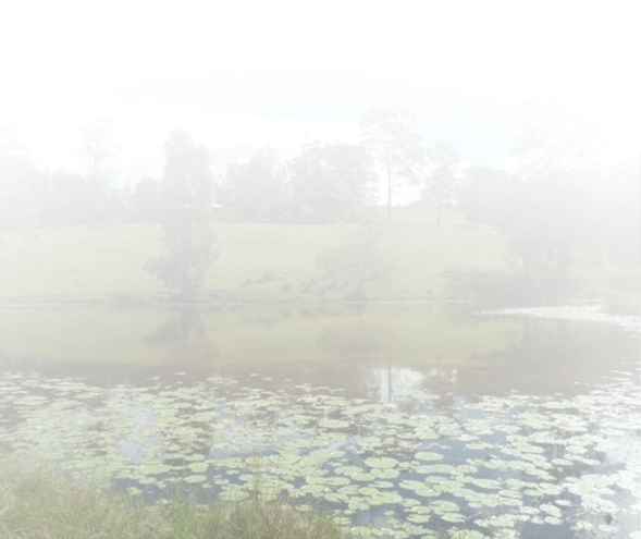 210 Smiths Creek Rd, Smiths Creek, NSW 2474