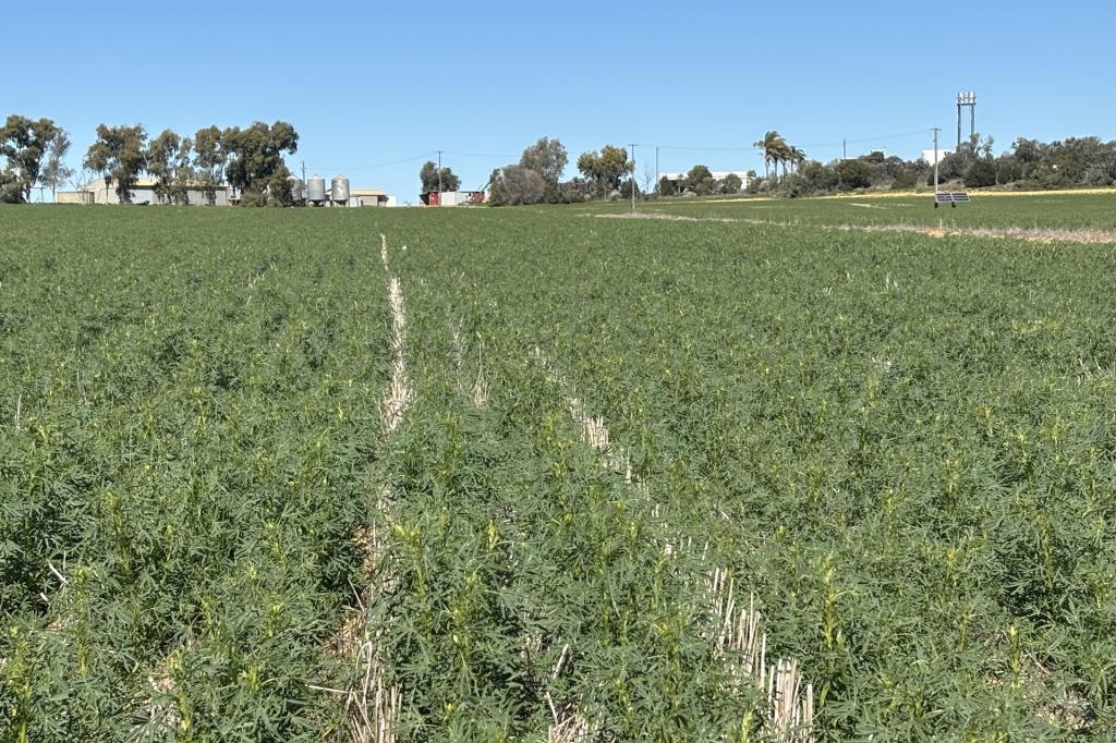 974 Brooks Rd, Ajana, WA 6532