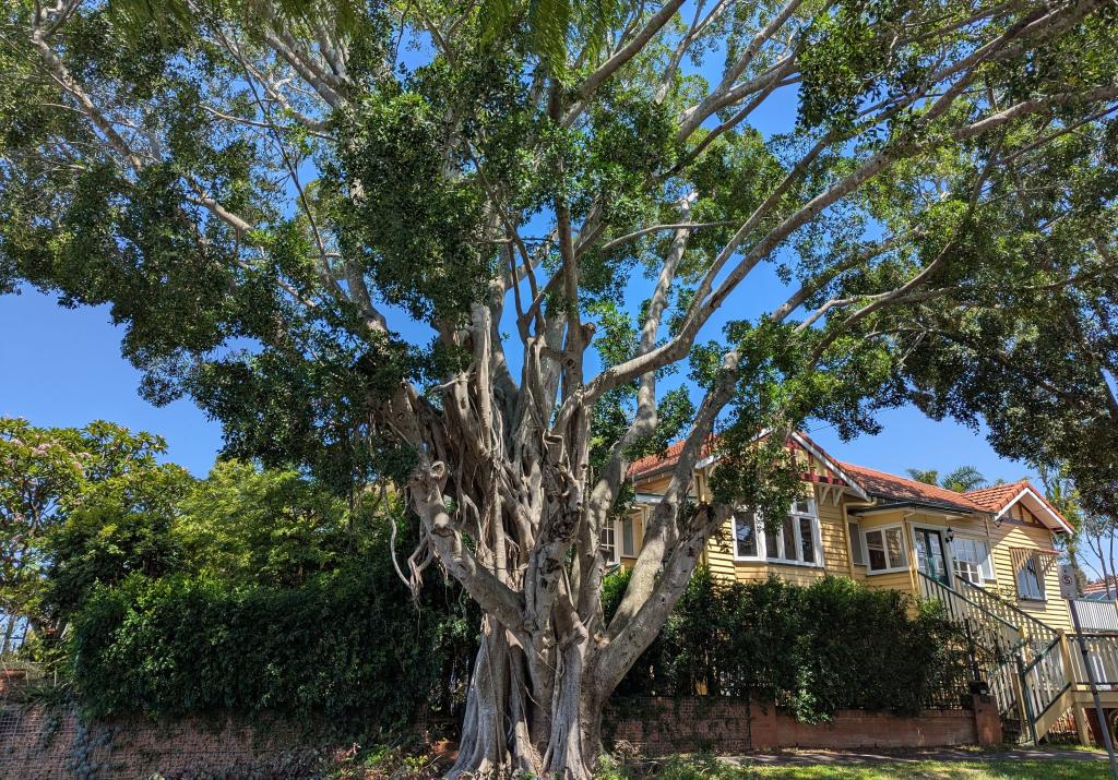 74 Scott Rd, Herston, QLD 4006