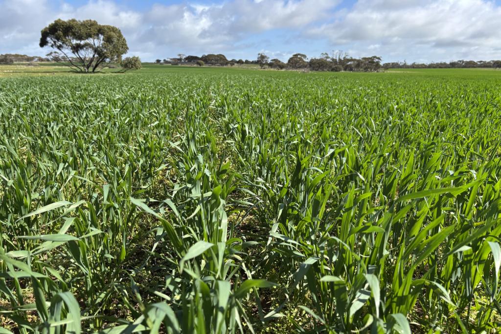 Lot 4 Poochera-Port Kenny Rd, Chandada, SA 5680