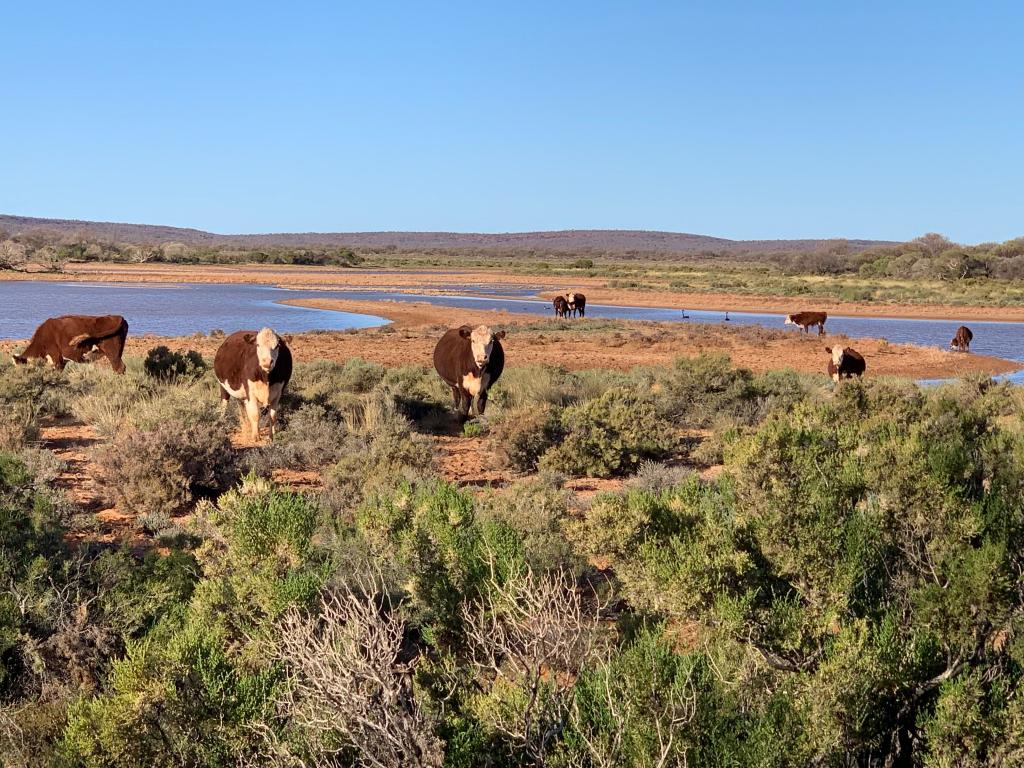 CUNYU STATION, WILUNA, WA 6646