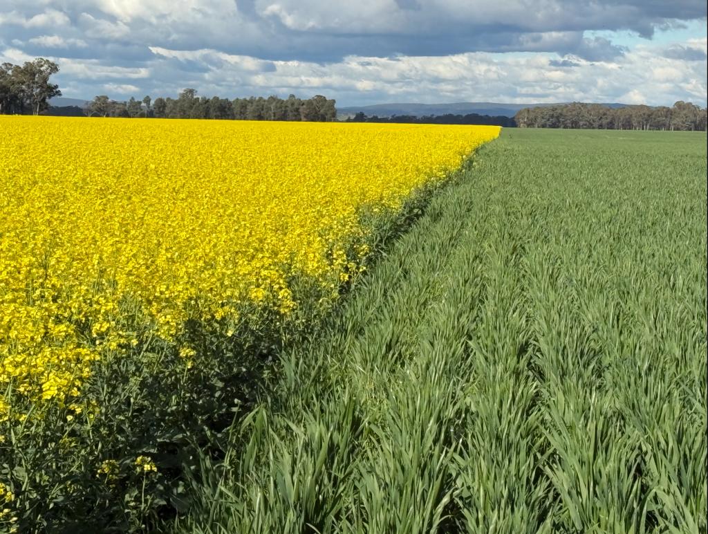 349 A WARREGAL RD, TICHBORNE, NSW 2870