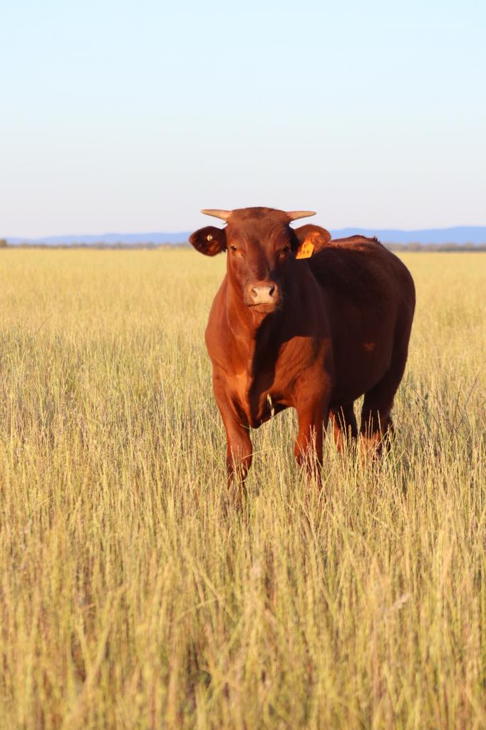 655 Boorr Hill Rd, Goonumbla, NSW 2870