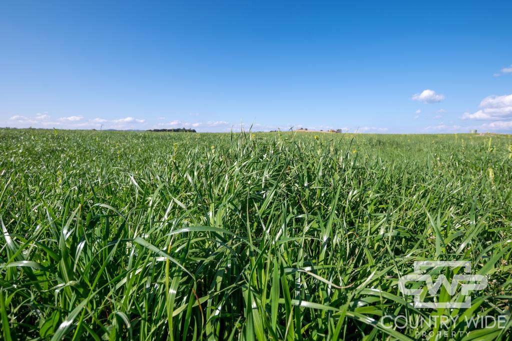 1067 Shannon Vale Rd, Shannon Vale, NSW 2370