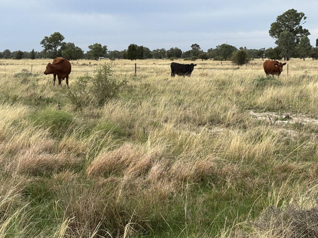 171 Deans Rd, Goondiwindi, QLD 4390