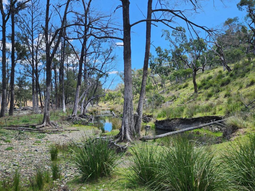 LOT 2 STANTHORPE TEXAS RD, STANTHORPE, QLD 4380