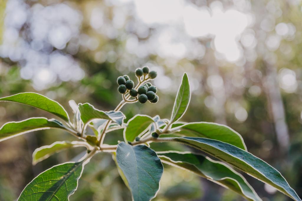 23 Uffington Rd, Duns Creek, NSW 2321