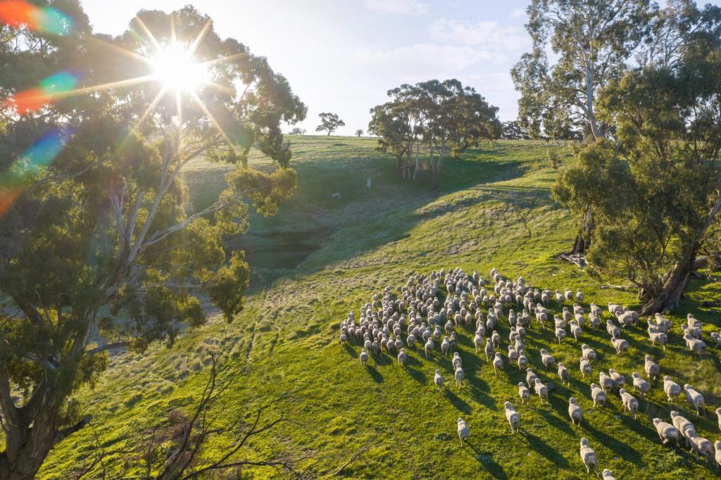 50 NEVENS RD, YANDOIT HILLS, VIC 3461