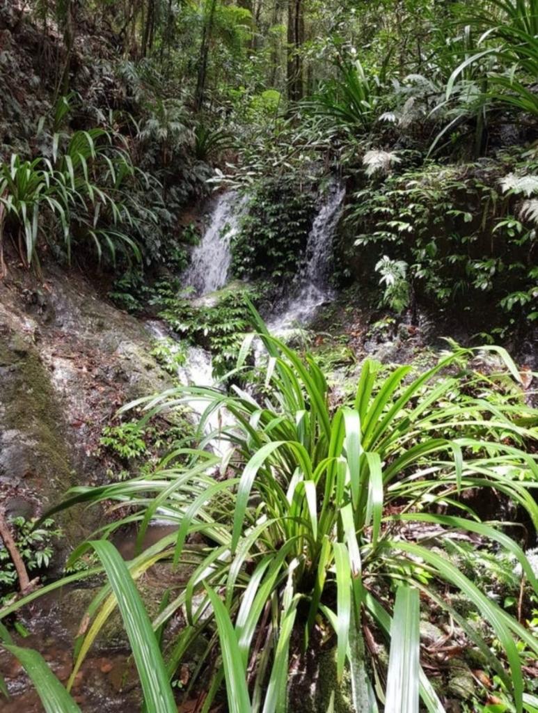 162 Repeater Station Rd, Springbrook, QLD 4213