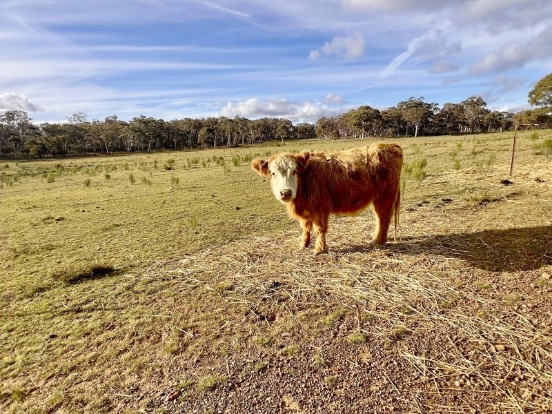 3814 Oallen Ford Rd, Windellama, NSW 2580