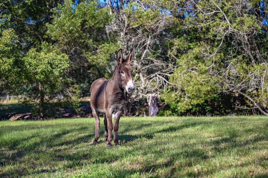 364 East Bank Rd, Coramba, NSW 2450