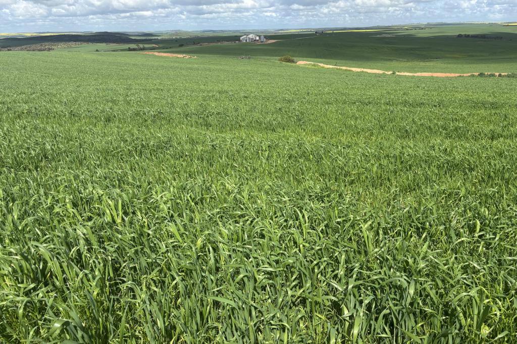 800 East Bowes Rd, Naraling, WA 6532