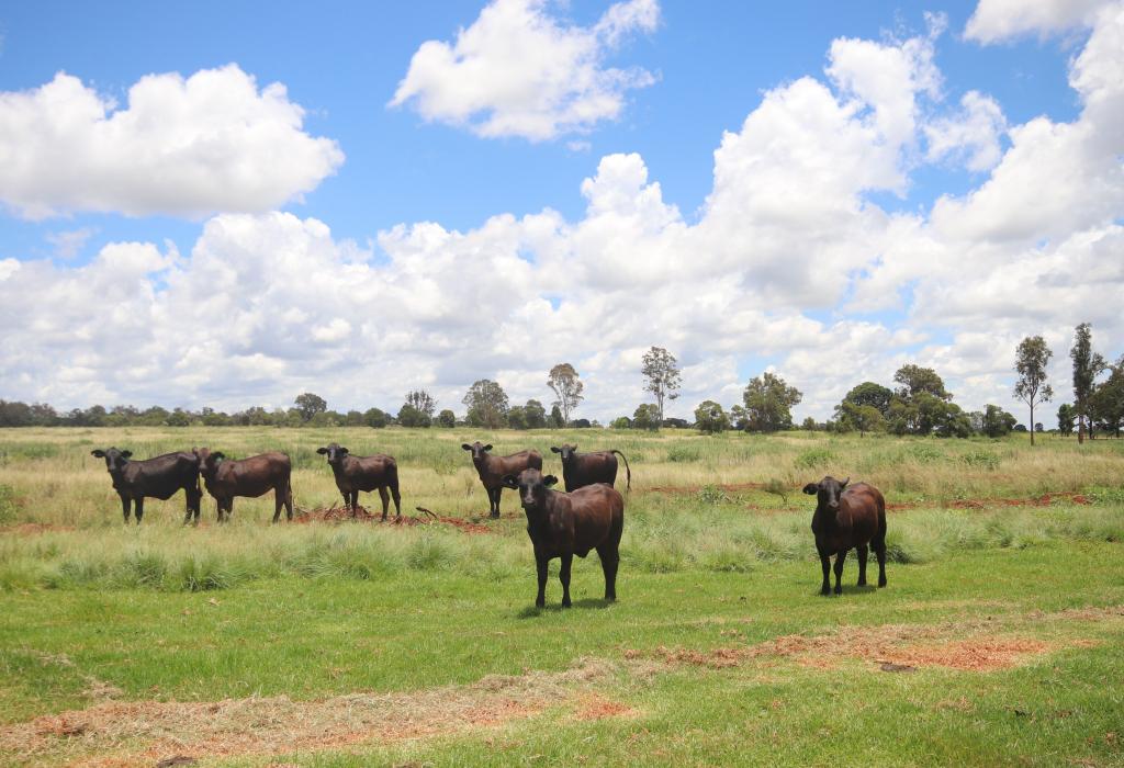 1285 Kingaroy Burrandowan Road, Wattle Gr, Kingaroy, QLD 4610