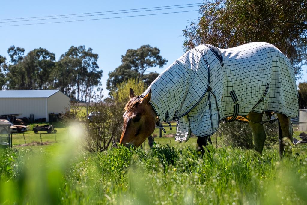 116 Speedy St, Molong, NSW 2866