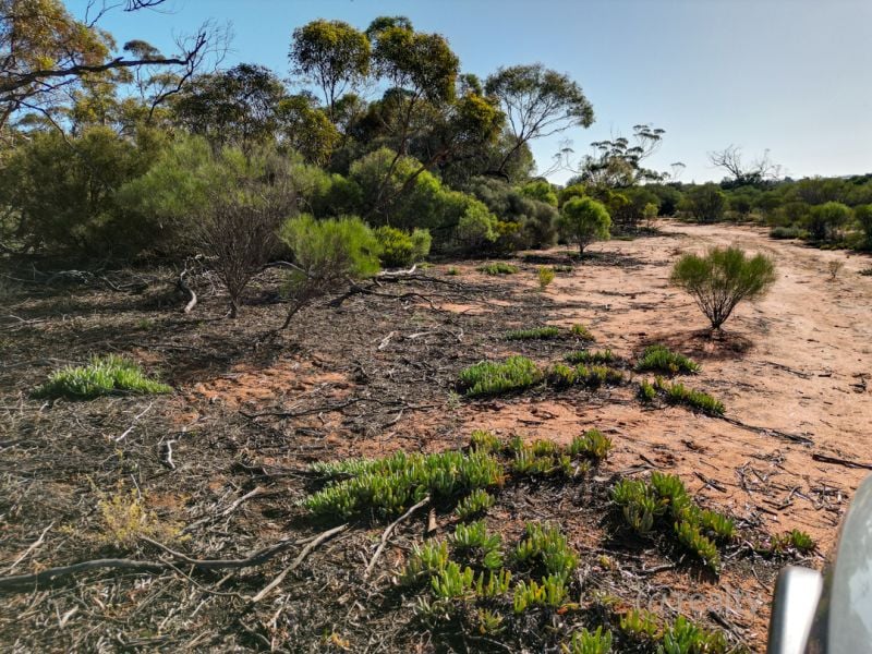 147 Vasey Rd, Waikerie, SA 5330