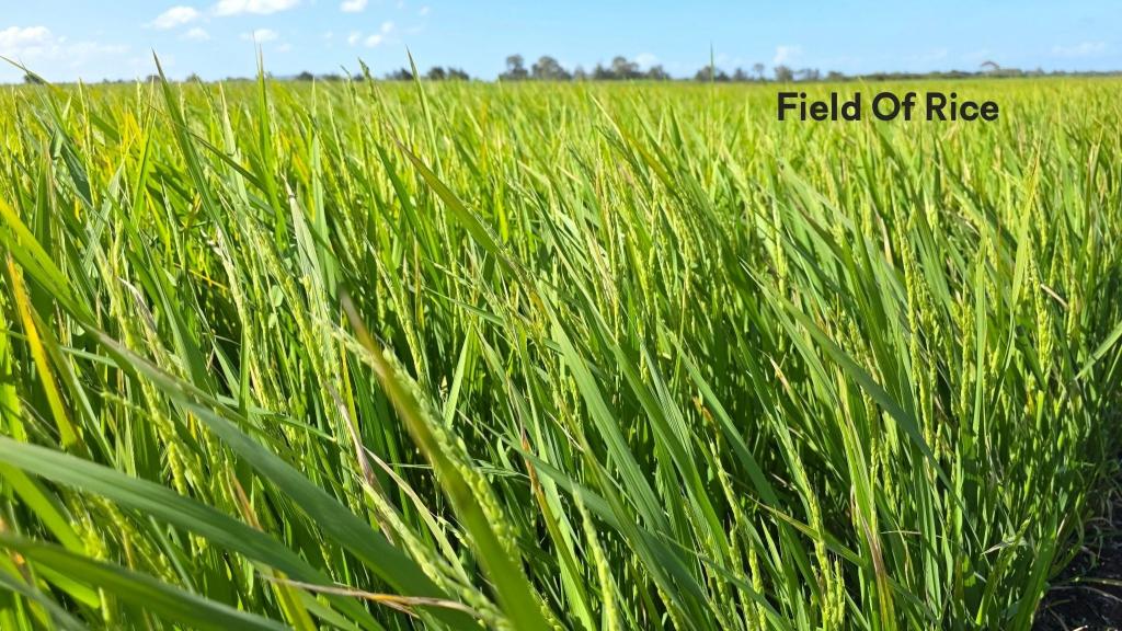 665 And 691 Kilgin Rd, Kilgin, NSW 2472