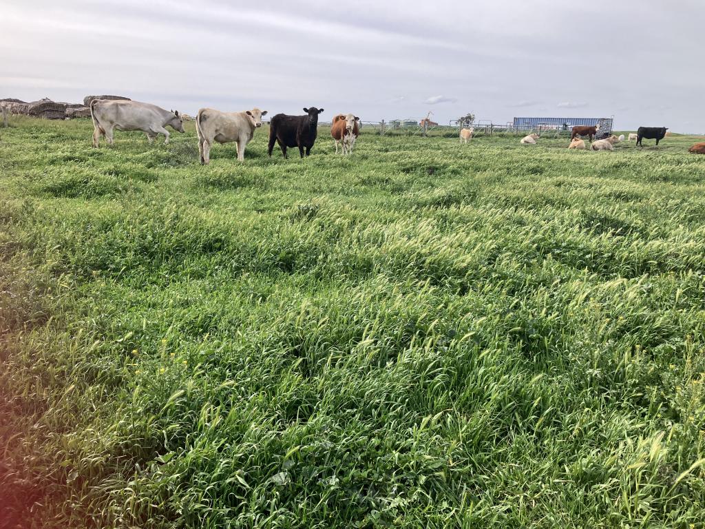 0 Lake Charm Quambatook Rd, Bael Bael, VIC 3579