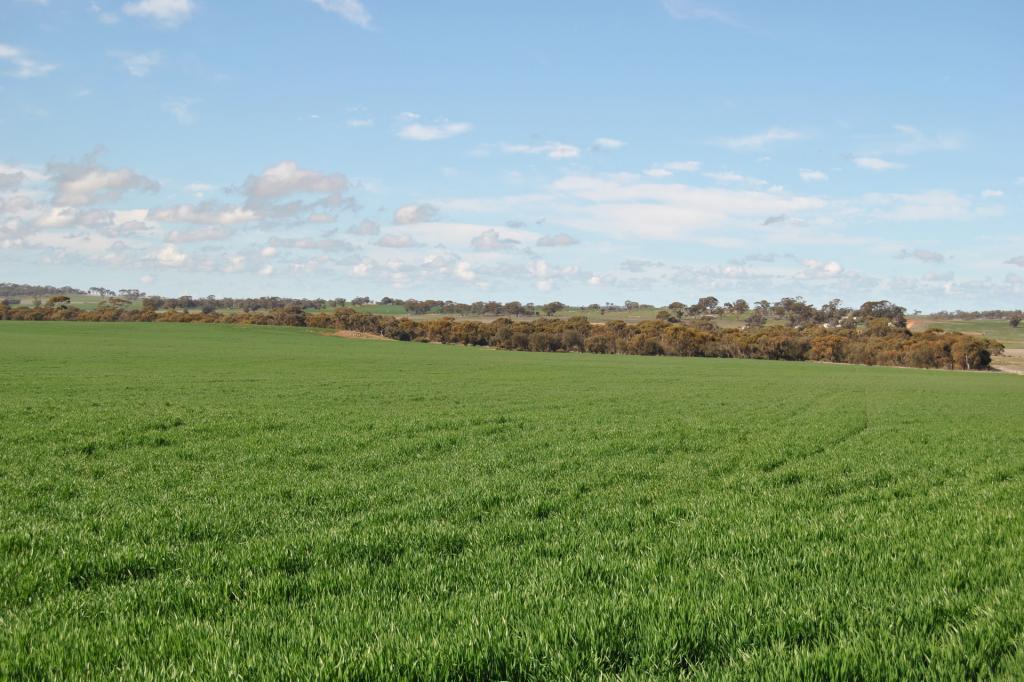 1209 Wickepin-Pingelly Rd, Wickepin, WA 6370