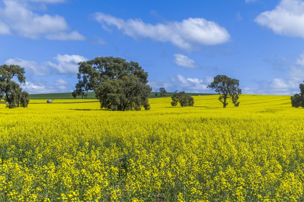 3903 Dandaragan Rd, Dandaragan, WA 6507