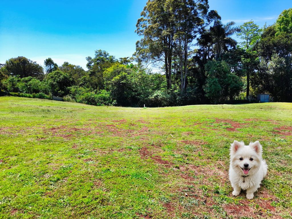 29 TAMARIND ST, MALENY, QLD 4552