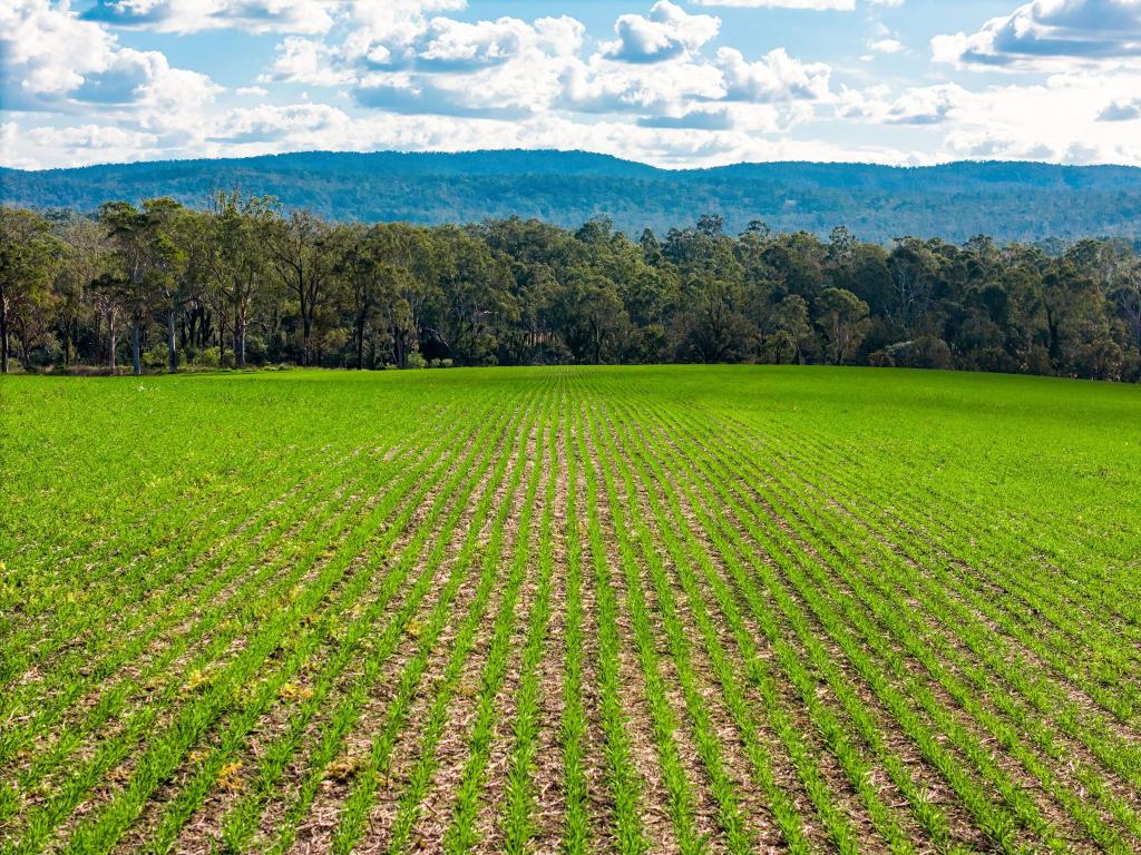 119 Paddys Flat Rd, Tabulam, NSW 2469