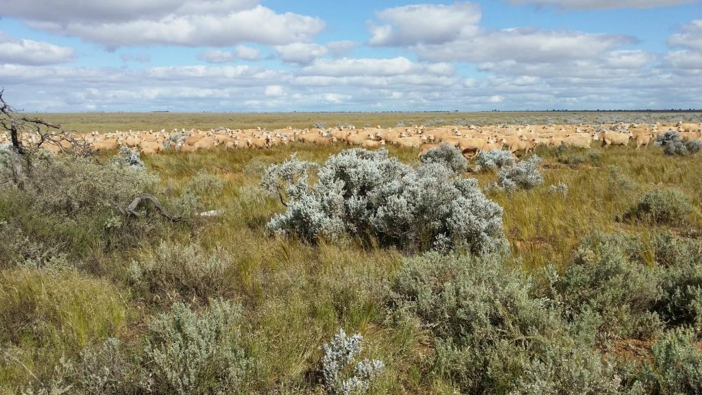 Contact Agent For Address, Eucla, WA 6443