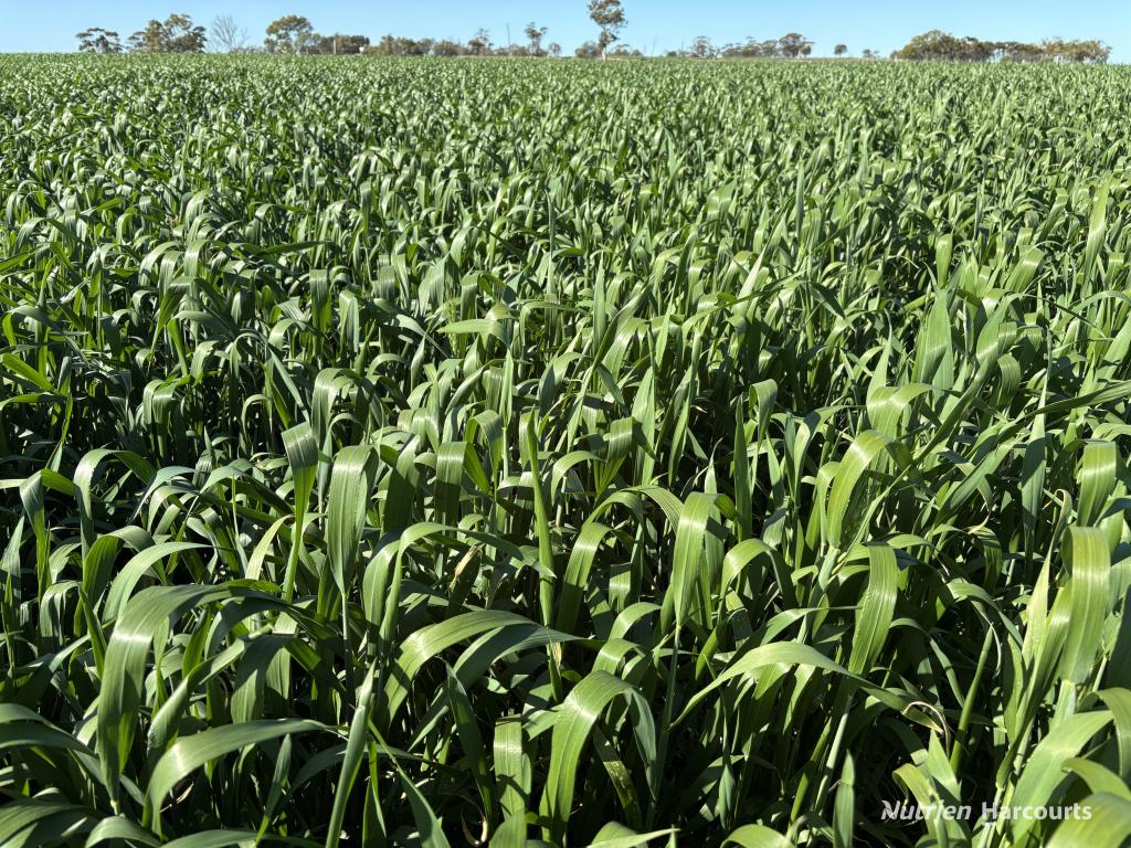 . 'Moyston', Cunderdin, WA 6407