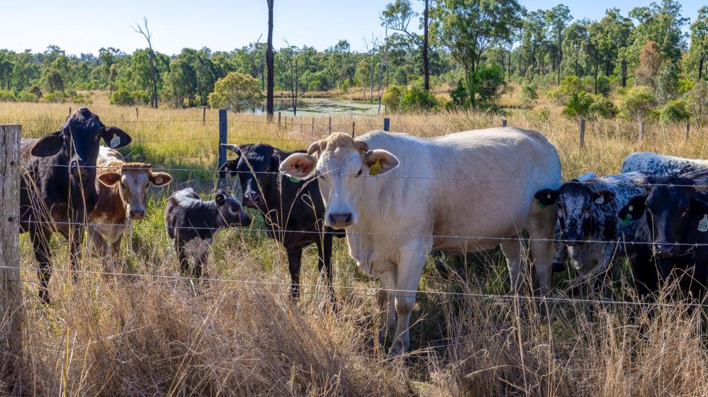 443 RAILWAY RD, BOOYAL, QLD 4671