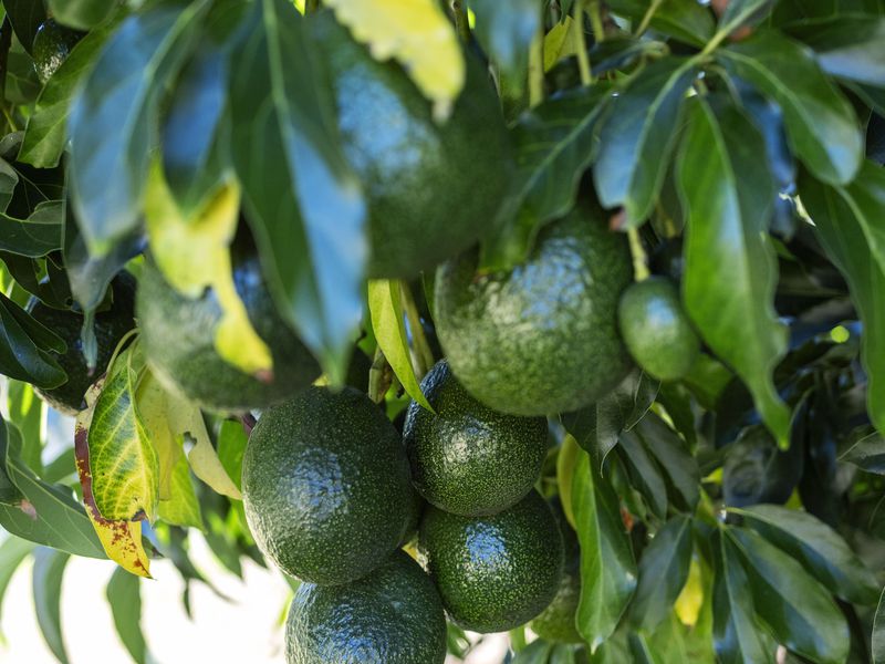 107 Cherry Creek Rd, Cherry Creek, QLD 4314