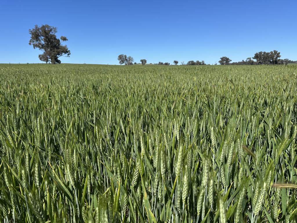 1470 Yerong Creek Mangoplah Rd, Mangoplah, NSW 2652