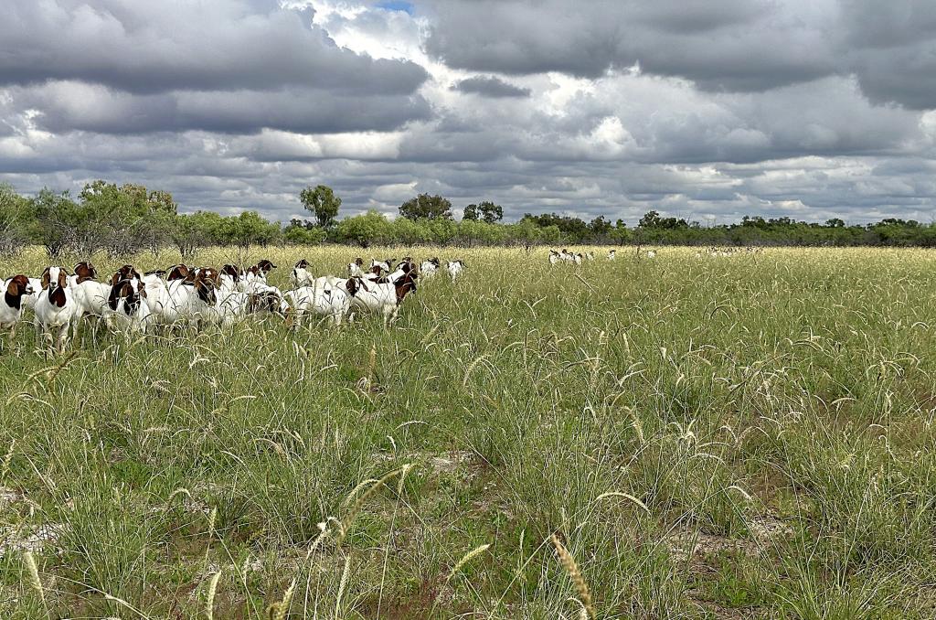 Contact Agent For Address, Barcaldine, QLD 4725