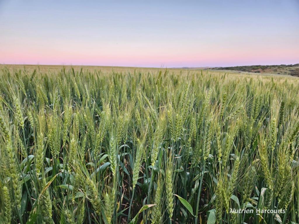 396 Larard Rd, Bowes, WA 6535