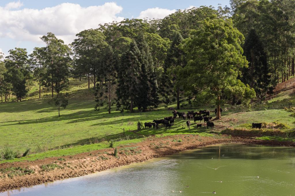 "Mount Albion" 203 Collingwood Rd, Hampton, QLD 4352