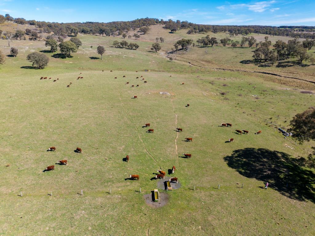 5353 Trunkey Rd, Trunkey Creek, NSW 2795