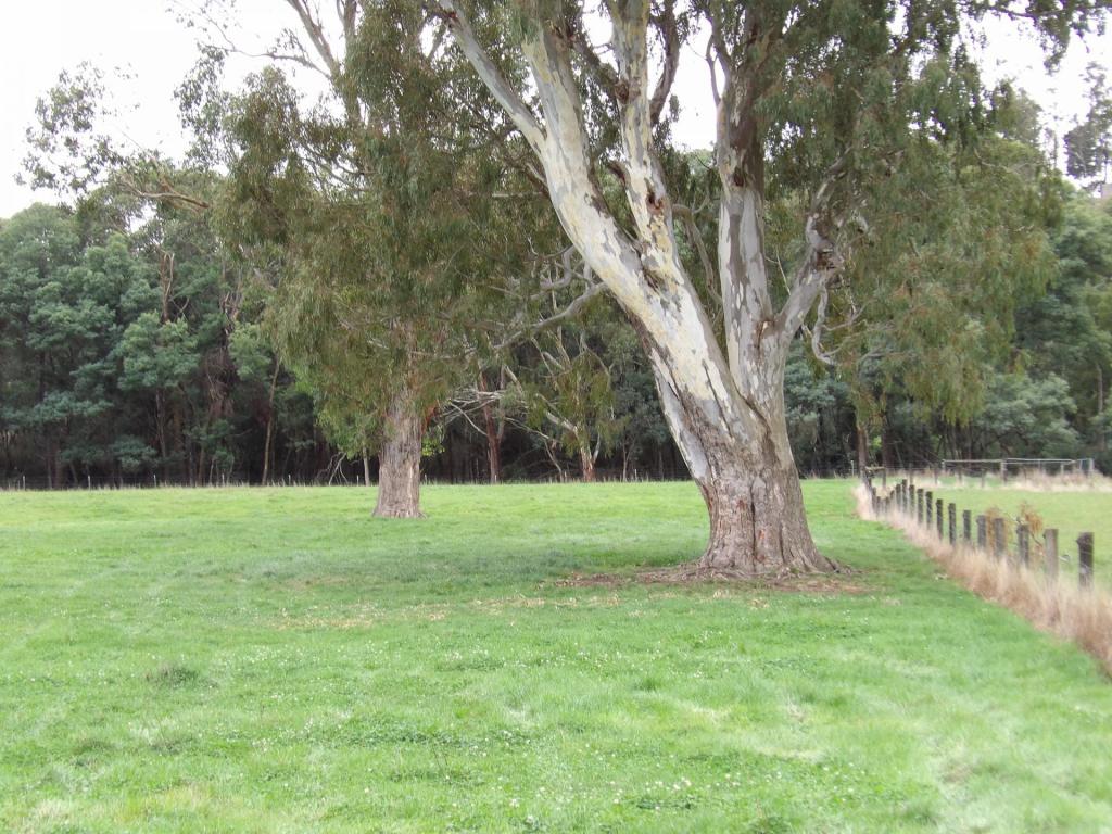 53 Burns Rd, Glenburn, VIC 3717
