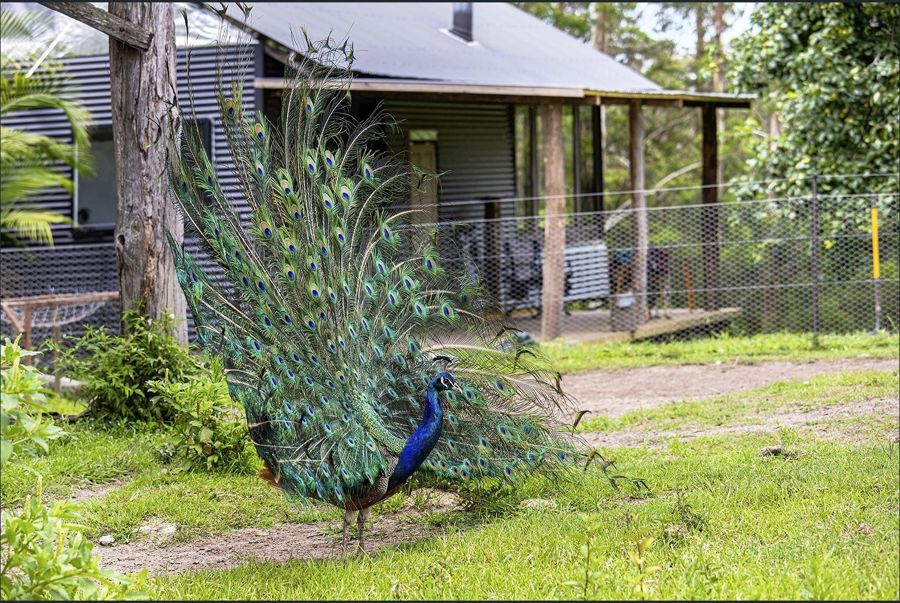 50 Elliots Rd, Tamban, NSW 2441