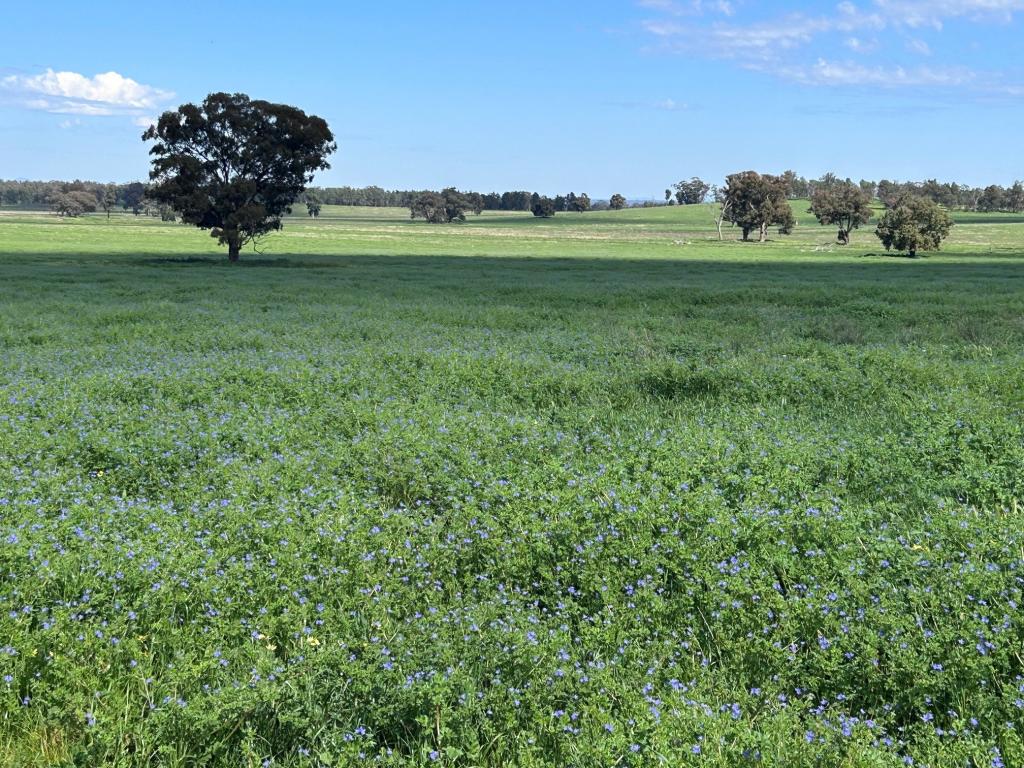 117 HILLSIDE LANE, DAROOBALGIE, NSW 2870