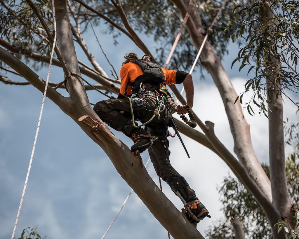 Tree Services Company, Toowoomba, QLD 4350
