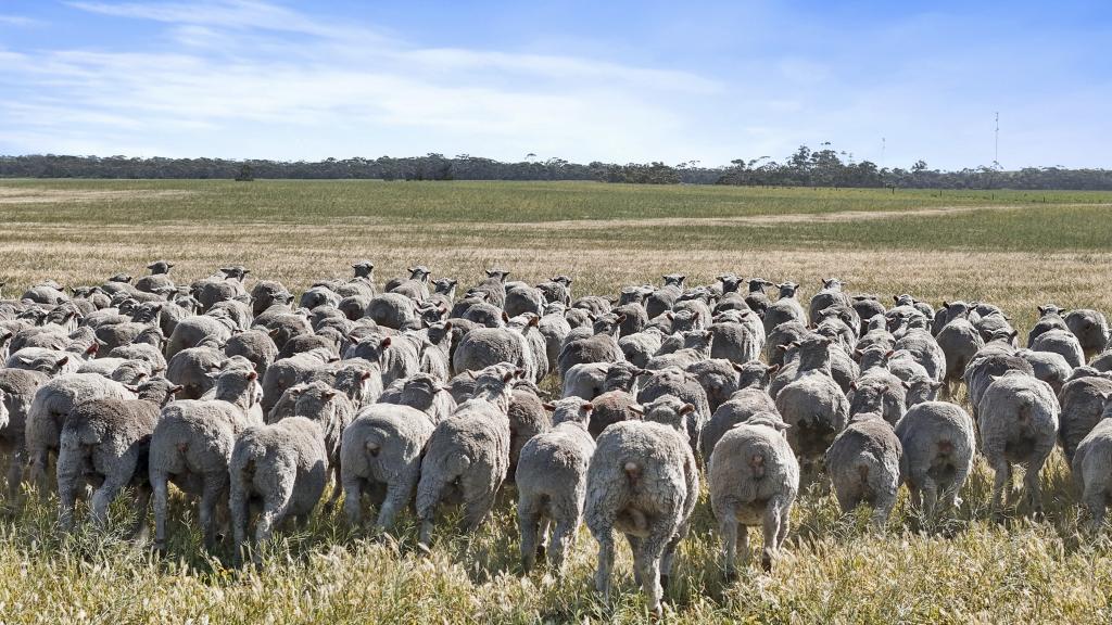 4910 Mallee Hwy, Peake, SA 5301