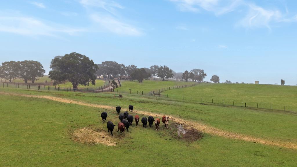 397 Cookes Hill Rd, Springton, SA 5235