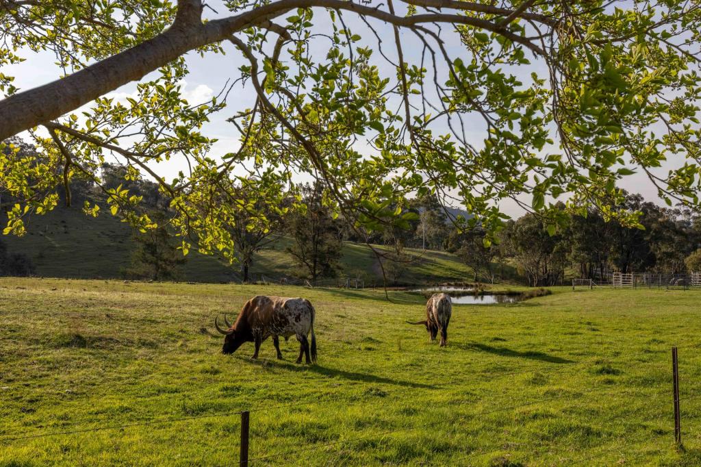 526 Windeyer Rd, Mudgee, NSW 2850