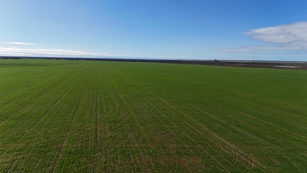 697 Solomon Rd, Perenjori, WA 6620