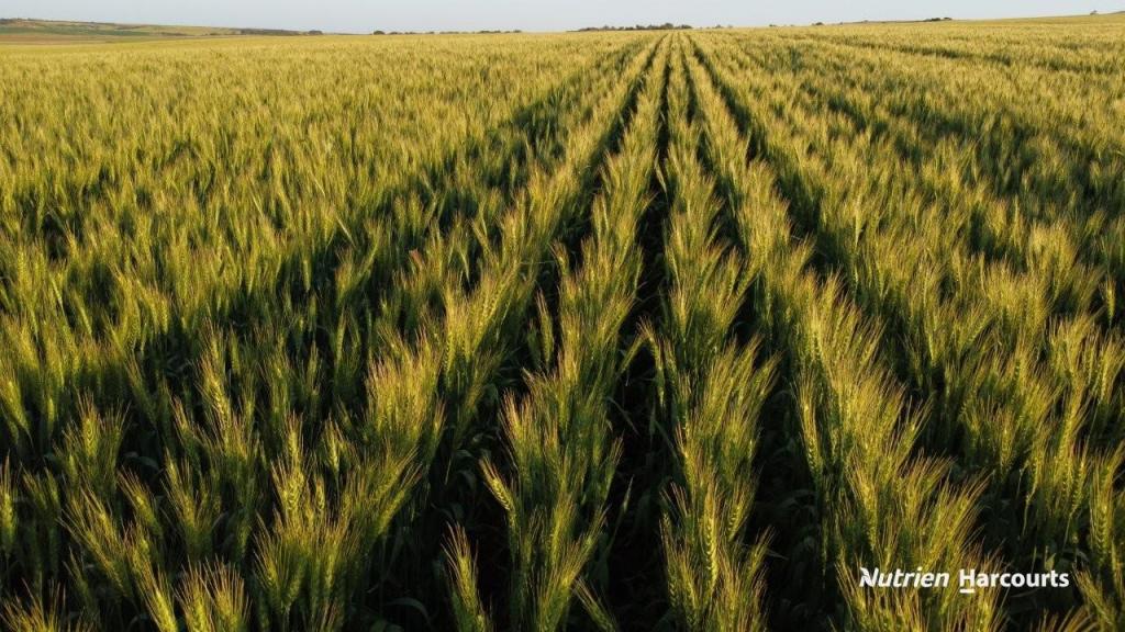 Lot 4 Larard Rd, Sandy Gully, WA 6535